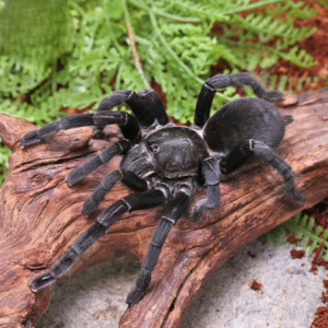 Big Black Earth Tiger Tarantula