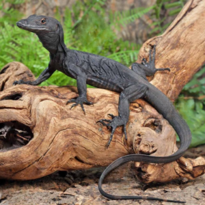 Baby Black Dragon Monitor