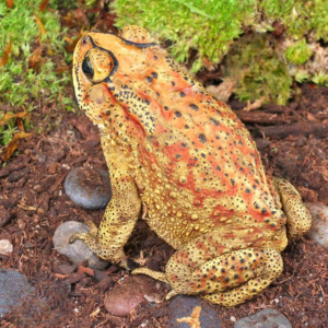 Black Spectacled Toad for sale