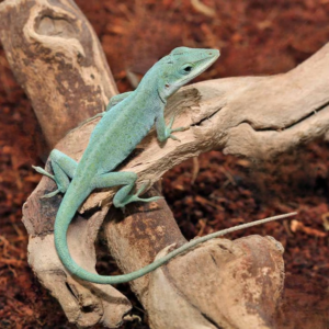 Axanthic Blue Anole for sale.