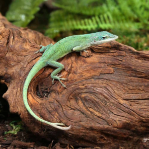Blue Green Forktail Anole for sale.