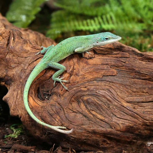 Blue Green Forktail Anole for sale.