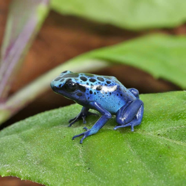 C.B. Blue Sipaliwini Tinctorius Dart Frog