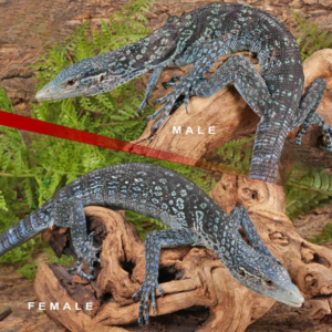 Blue Tree Monitor for sale