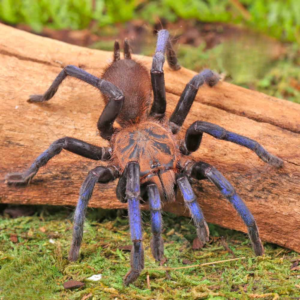 Borneo Neon Blue Leg Tarantula