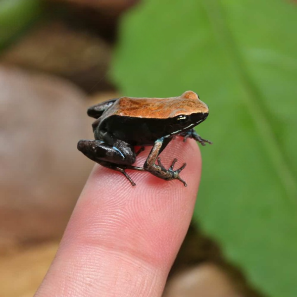 Bronze Mantella for sale