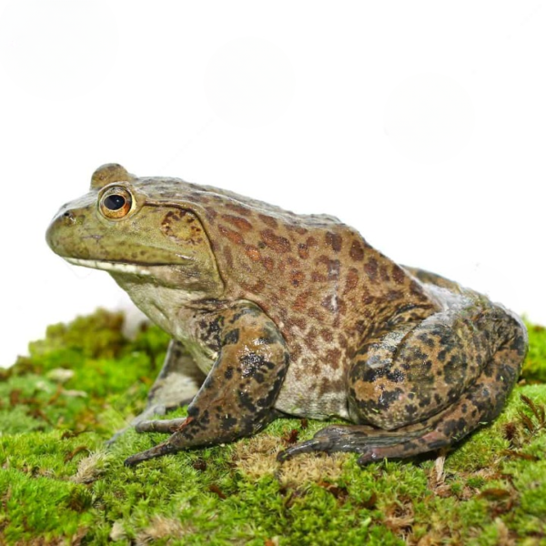 Giant American Bullfrog
