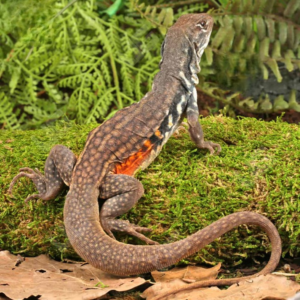 Butterfly Agama for sale
