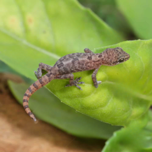 C.B. Baby Lined Day Gecko