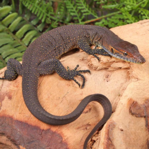 C.B. Baby Merten’s Water Monitor