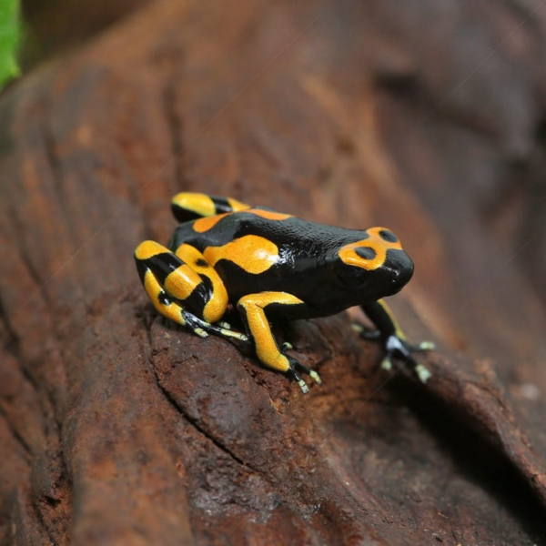 C.B. Bandit Bumblebee Dart Frog