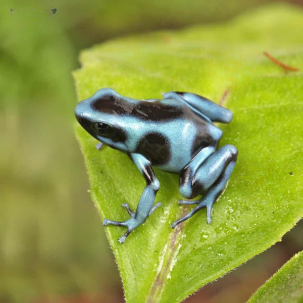 C.B. Blue And Black Auratus Dart Frog