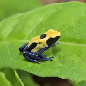 C.B. Citronella Tinctorius Dart Frog