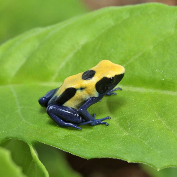 C.B. Citronella Tinctorius Dart Frog