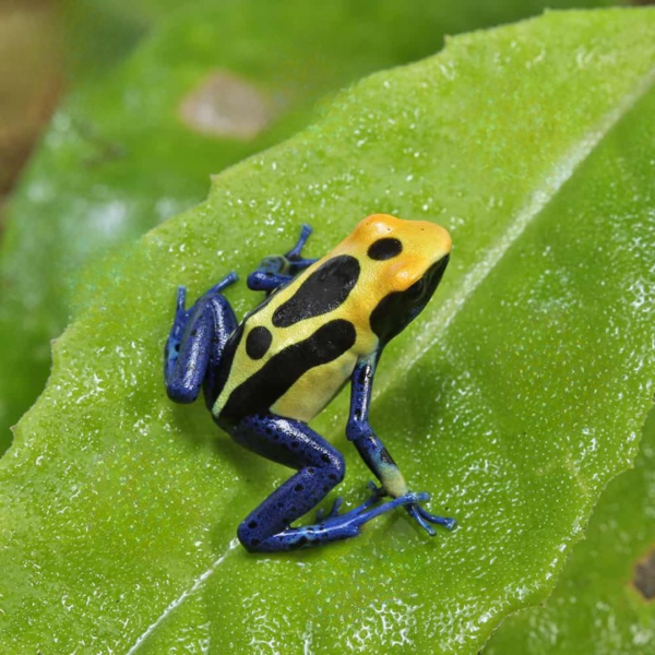 C.B. Cobalt Blue Tinctorius Dart Frog