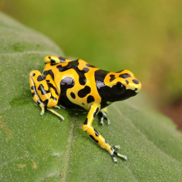 C.B. Fine Spot Bumblebee Dart Frog
