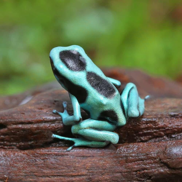 C.B. Green And Black Auratus Dart Frog