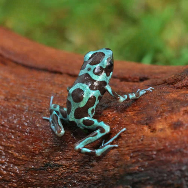 C.B. Green And Bronze Auratus Dart Frog