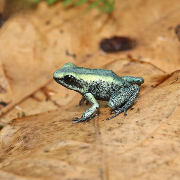 C.B. Mint Terribilis Dart Frog
