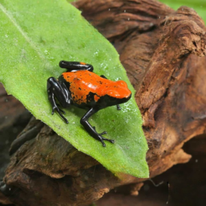 C.B. Orange Splashback Dart Frog