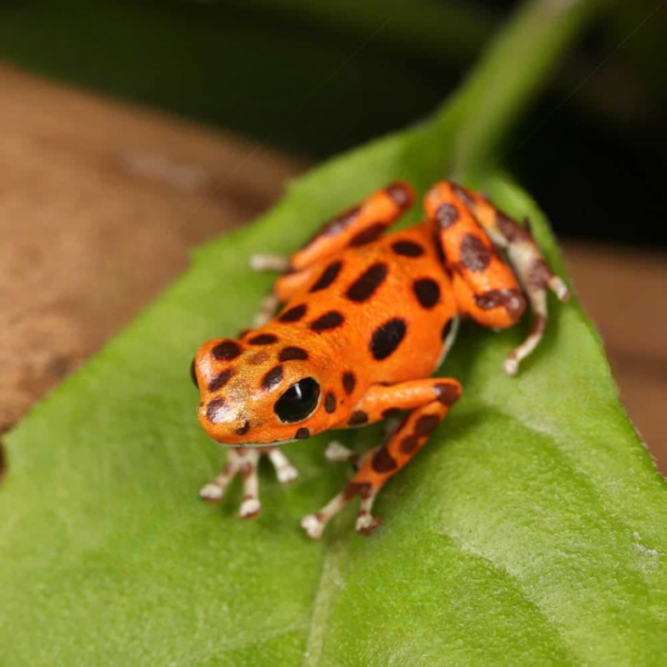 C.B. “Red Frog Beach” Dart Frog