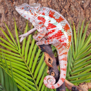 Cap Est Panther Chameleon for sale.