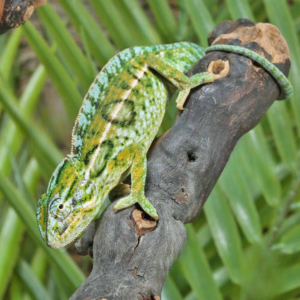 Carpet Chameleon for sale.