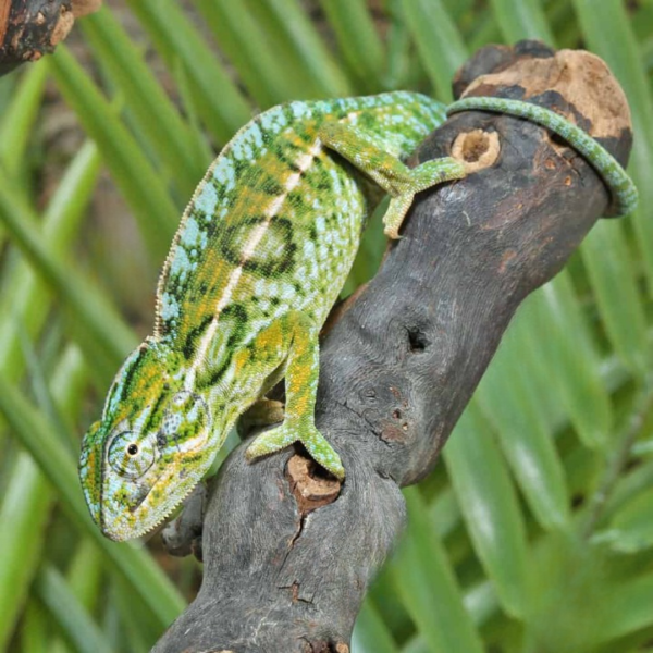 Carpet Chameleon for sale.