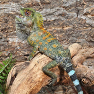 Chameleon Forest Dragon