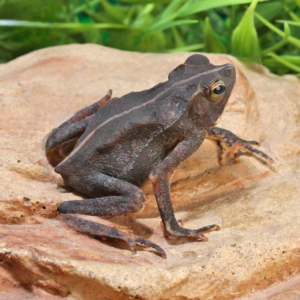We have Crested Toad for sale