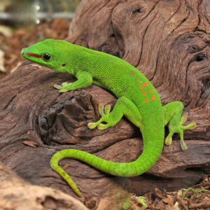 Adult Crimson Giant Day Gecko