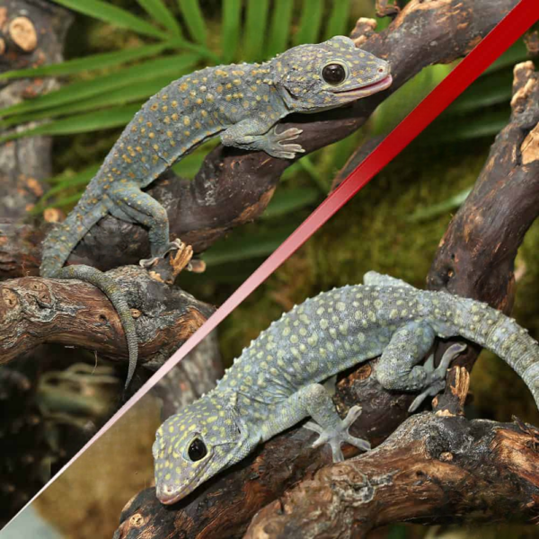 Diablo Tokay Gecko Pair