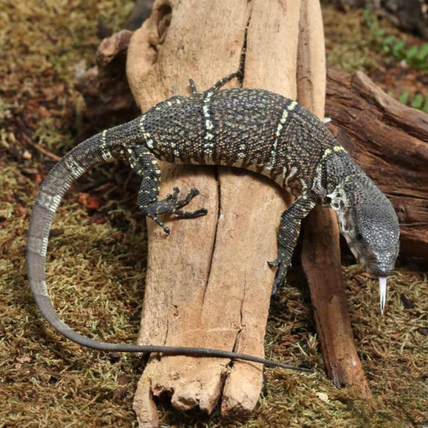 Baby Dumeril’s Monitor