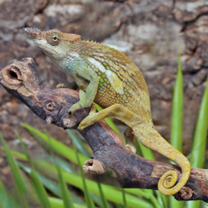 Dwarf Fischer’s Chameleon for sale.