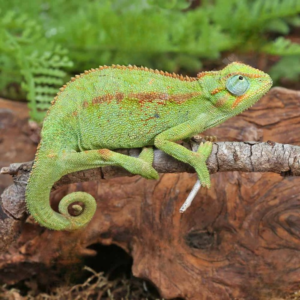Elliot’s Chameleon for sale.
