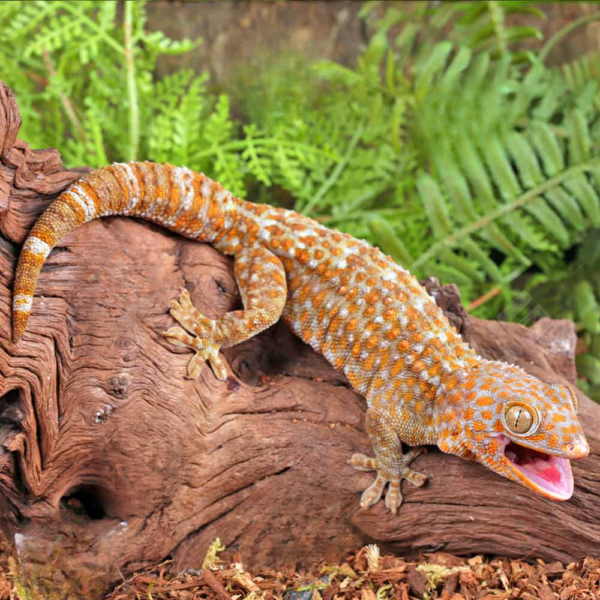 Female T- Albino Tokay Gecko