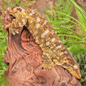 Female Pine Island Leachianus Gecko