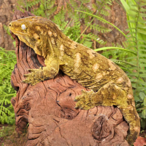 Female Pine Island Leachianus Gecko #3