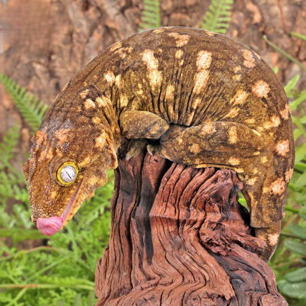 Female Pine Island Leachianus Gecko #2
