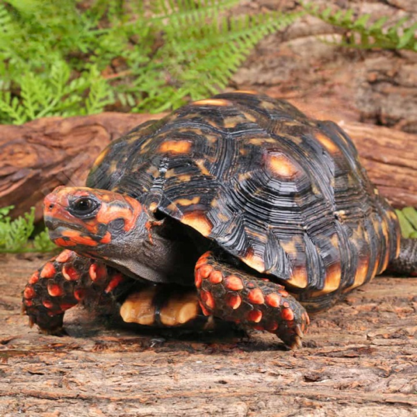 Female Sub Adult Cherry Head Redfoot Tortoise