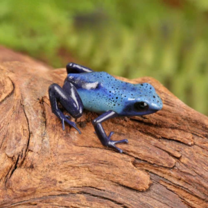Blue Azureus Tinctorius Dart Frog