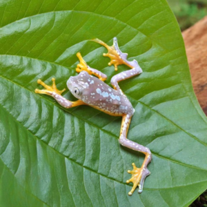 C.B. Fringed Leaf Frog