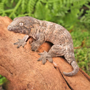 Baby GT x Yate x Mt. Khogis Leachianus Gecko