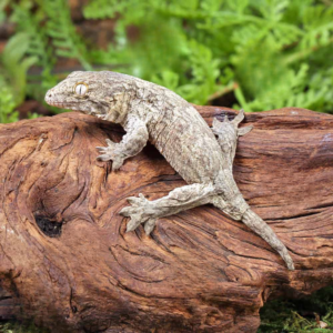 Gran Terre Nu Ana Leachianus Gecko