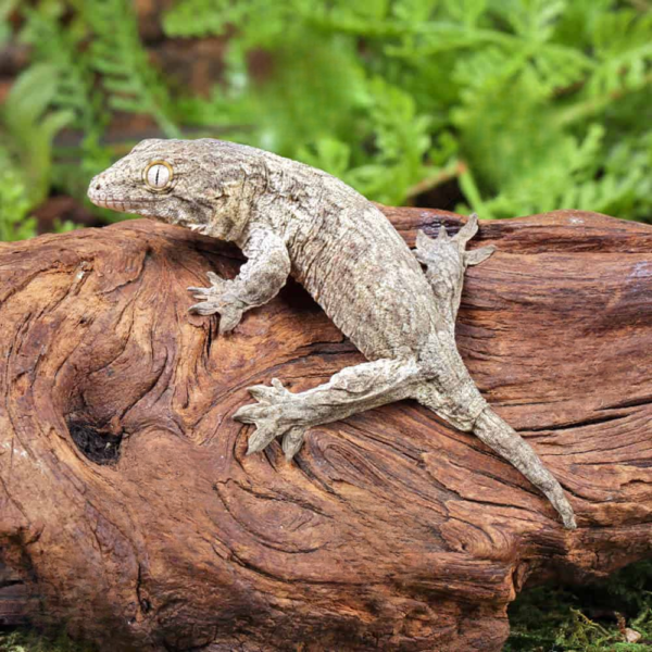 Gran Terre Nu Ana Leachianus Gecko