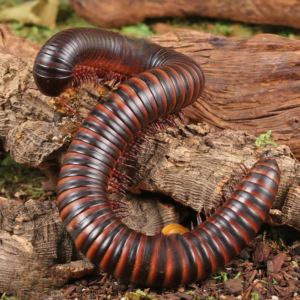 Giant African Millipede