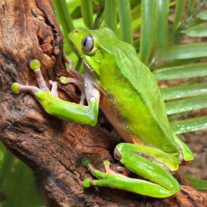 Giant Waxy Monkey Tree Frog