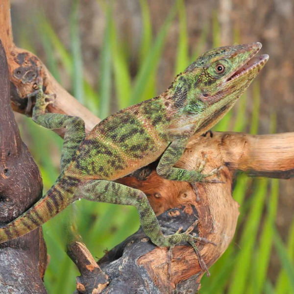 Baby Giant Western Anole for sale