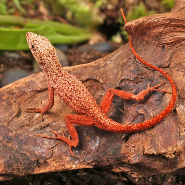 Gold Dust Cherry Anole for sale