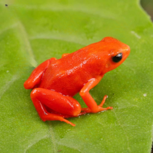 Golden Mantella for sale
